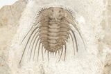 Spiny Trilobite (Kettneraspis) - Black Cat Mountain, Oklahoma #209149-2